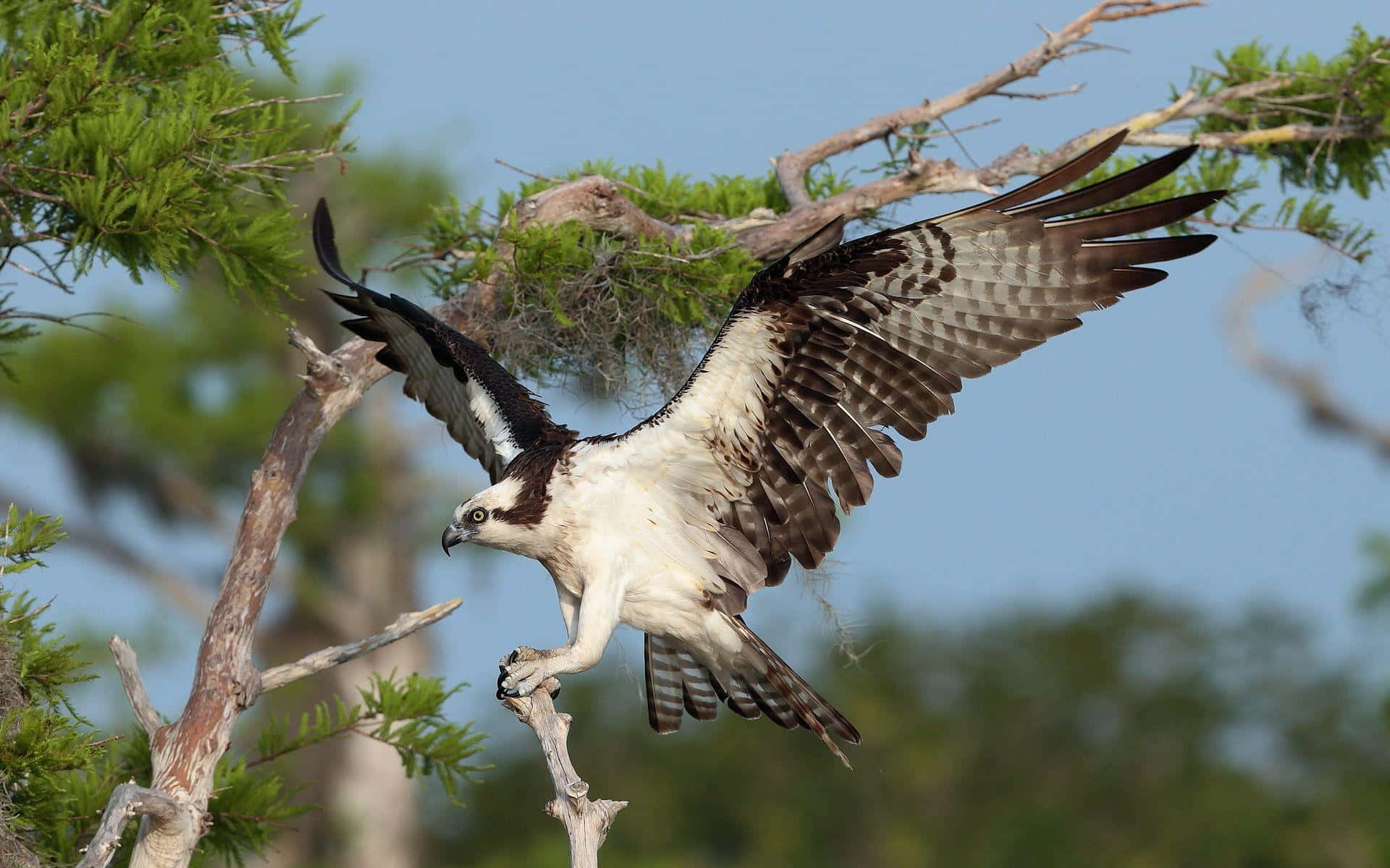 osprey, tree branch, nest, Full HD Desktop Wallpaper