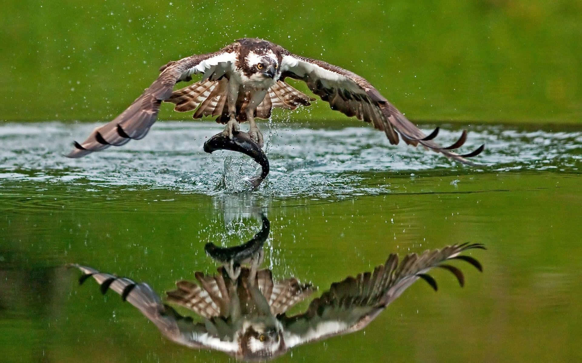osprey, catching fish mid flight, green water, Full HD Desktop Wallpaper