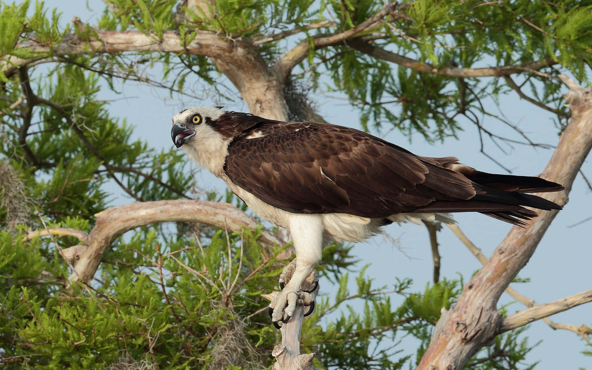 osprey, gnarled tree branch, lush green foliage, Full HD Desktop Wallpaper