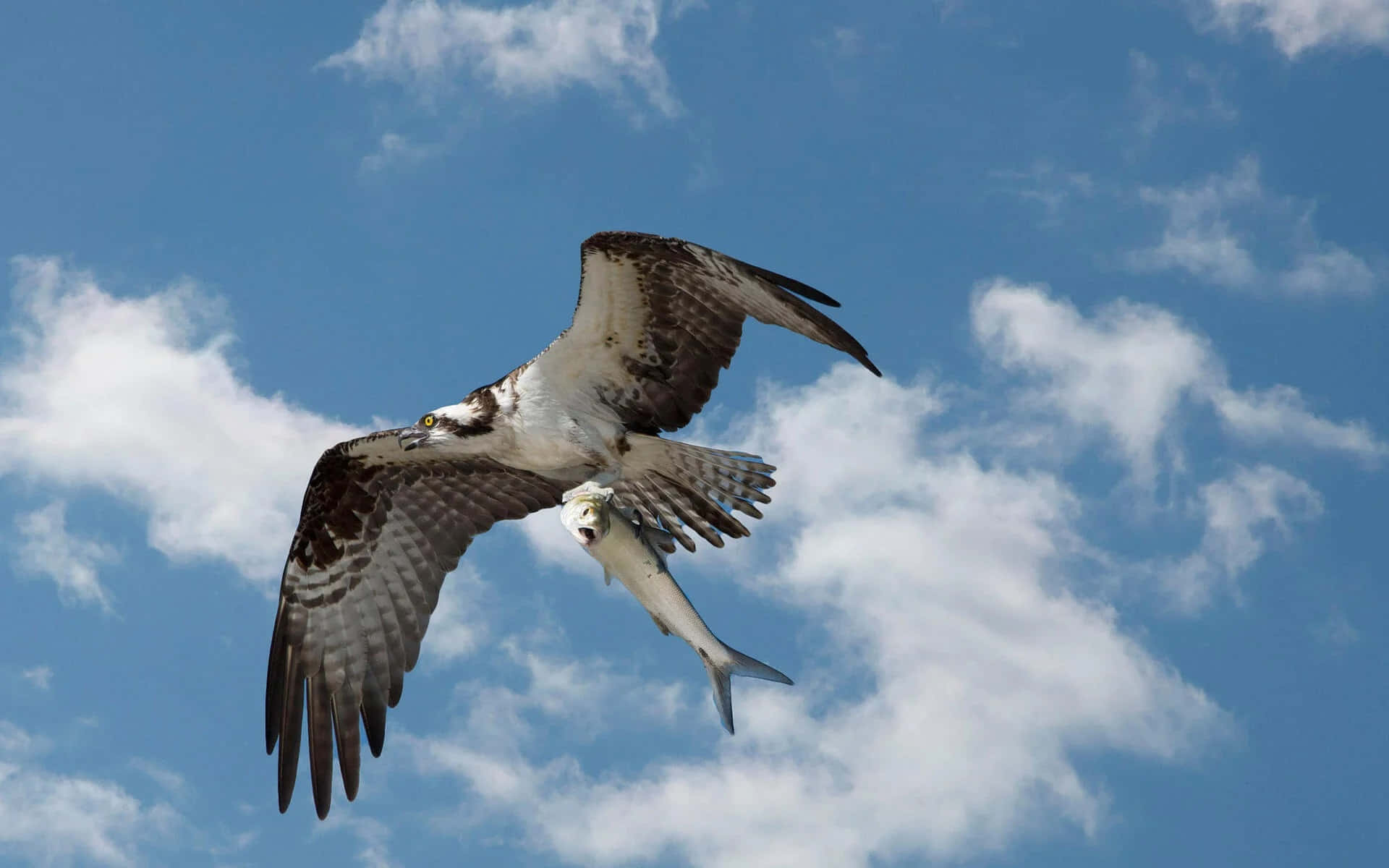 Osprey, bright blue sky, fluffy white clouds, Full HD Desktop Wallpaper