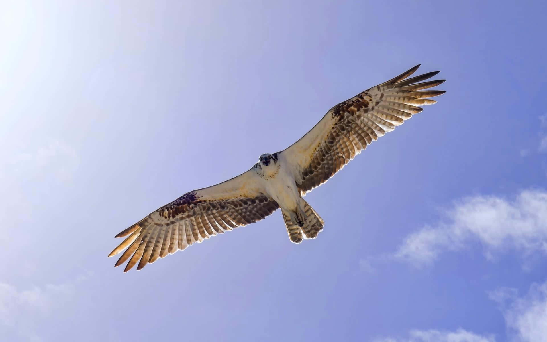 osprey, blue sky, white clouds, Full HD Desktop Wallpaper