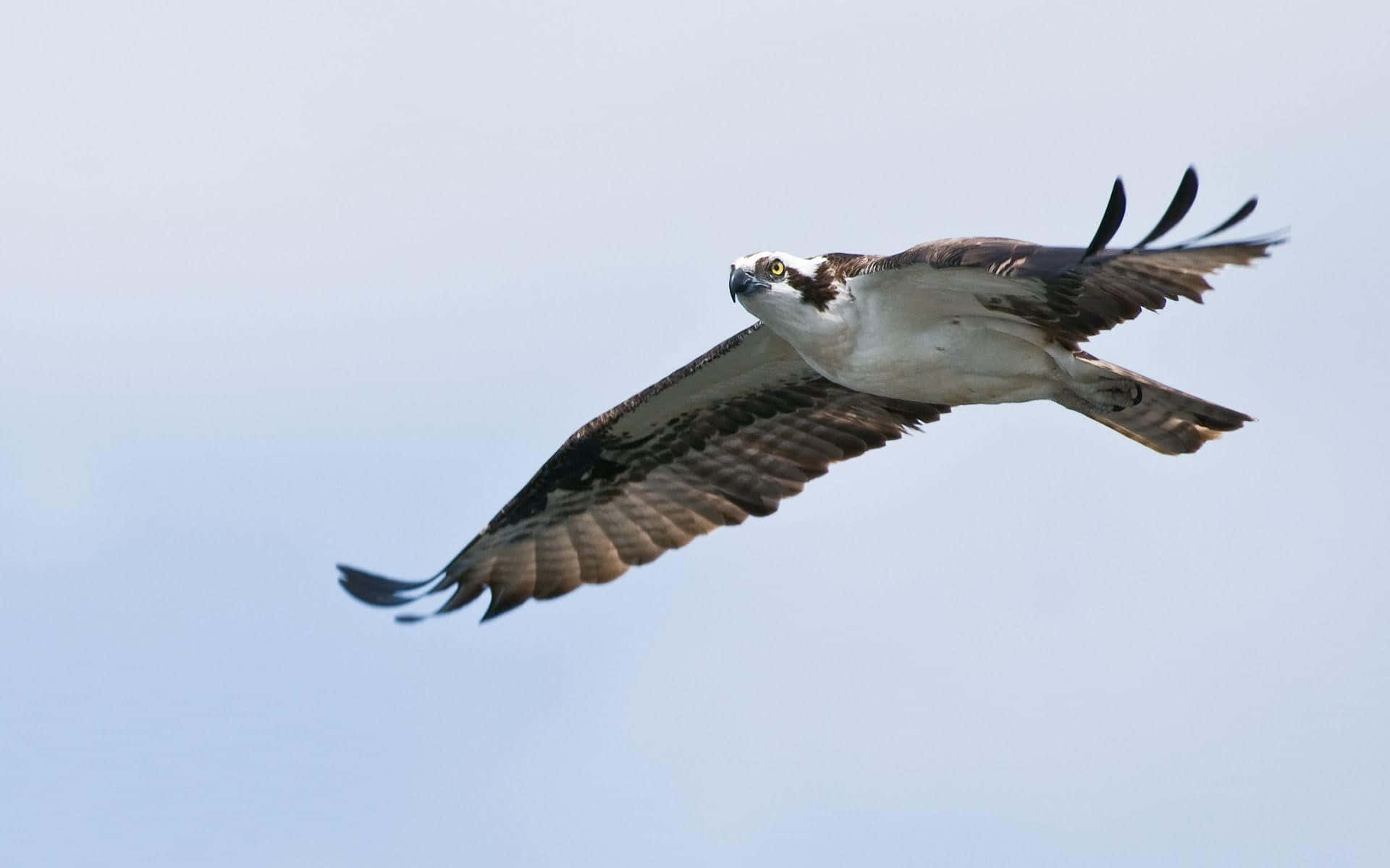 osprey, pale blue sky, wings fully extended, Full HD Desktop Wallpaper