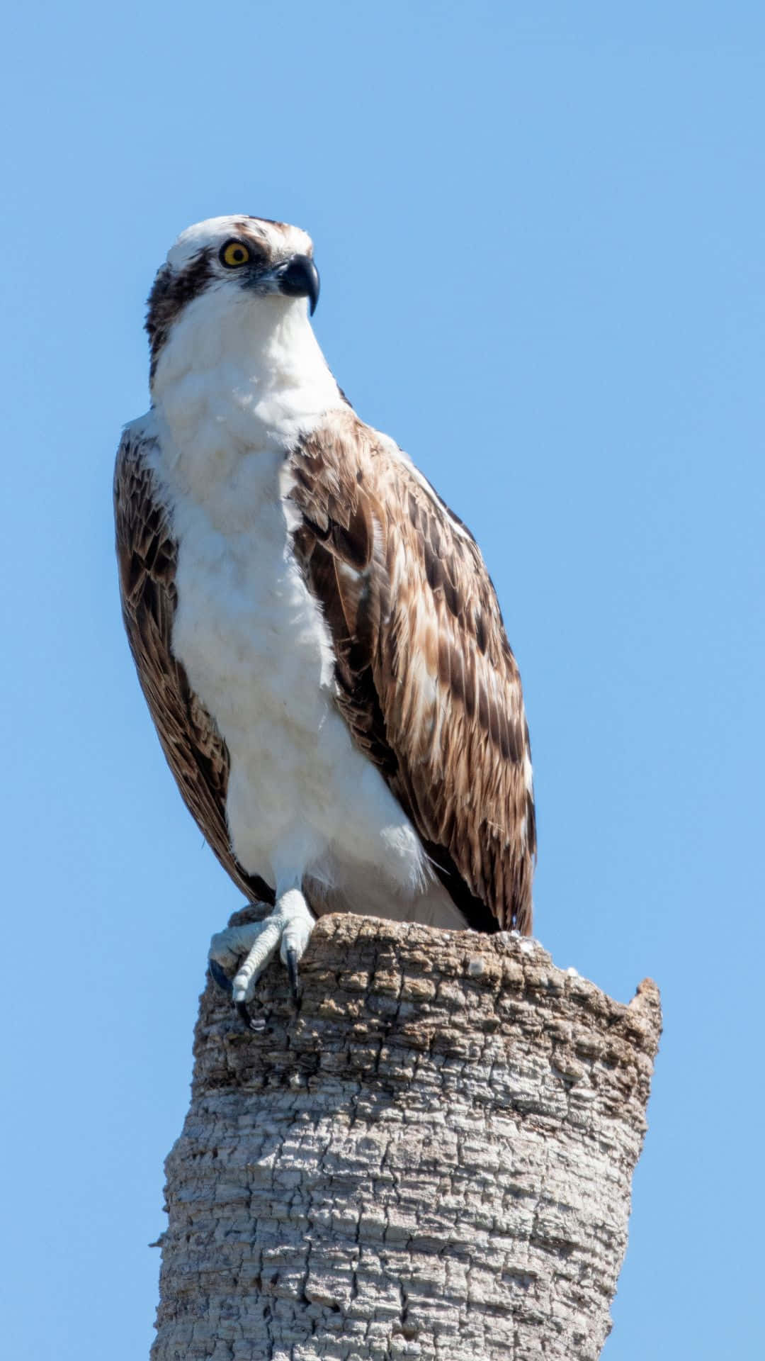 osprey, tree stump, clear blue sky, Full HD Phone Wallpaper