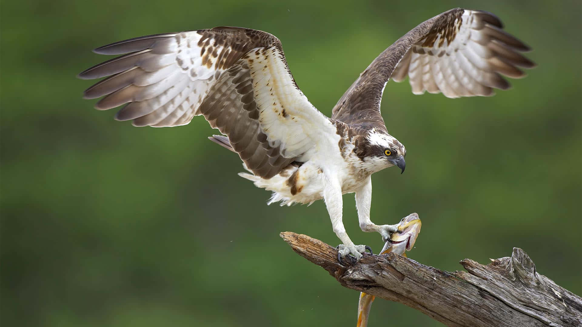 Osprey, weathered log, fish, Full HD Desktop Wallpaper