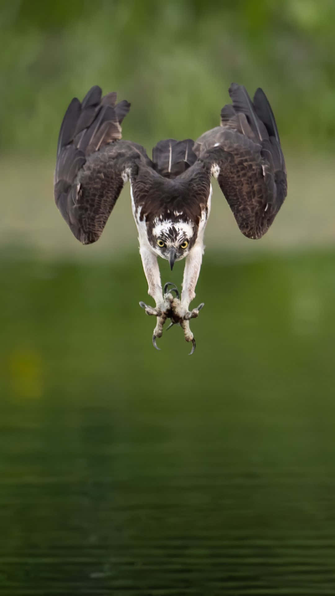 Osprey, green water, wings spread, Full HD Phone Wallpaper