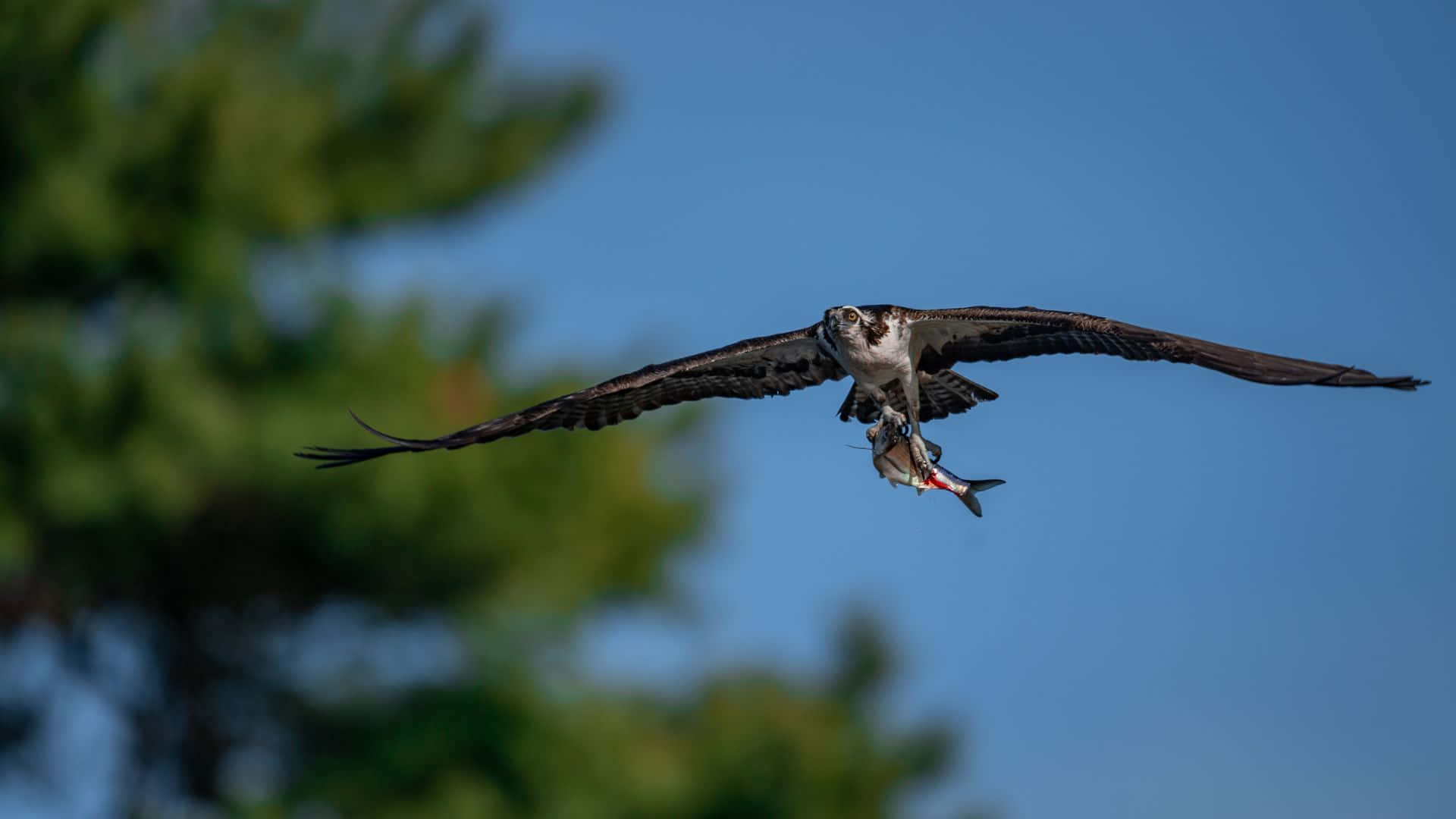 Osprey, clear blue sky, fish, Full HD Desktop Wallpaper