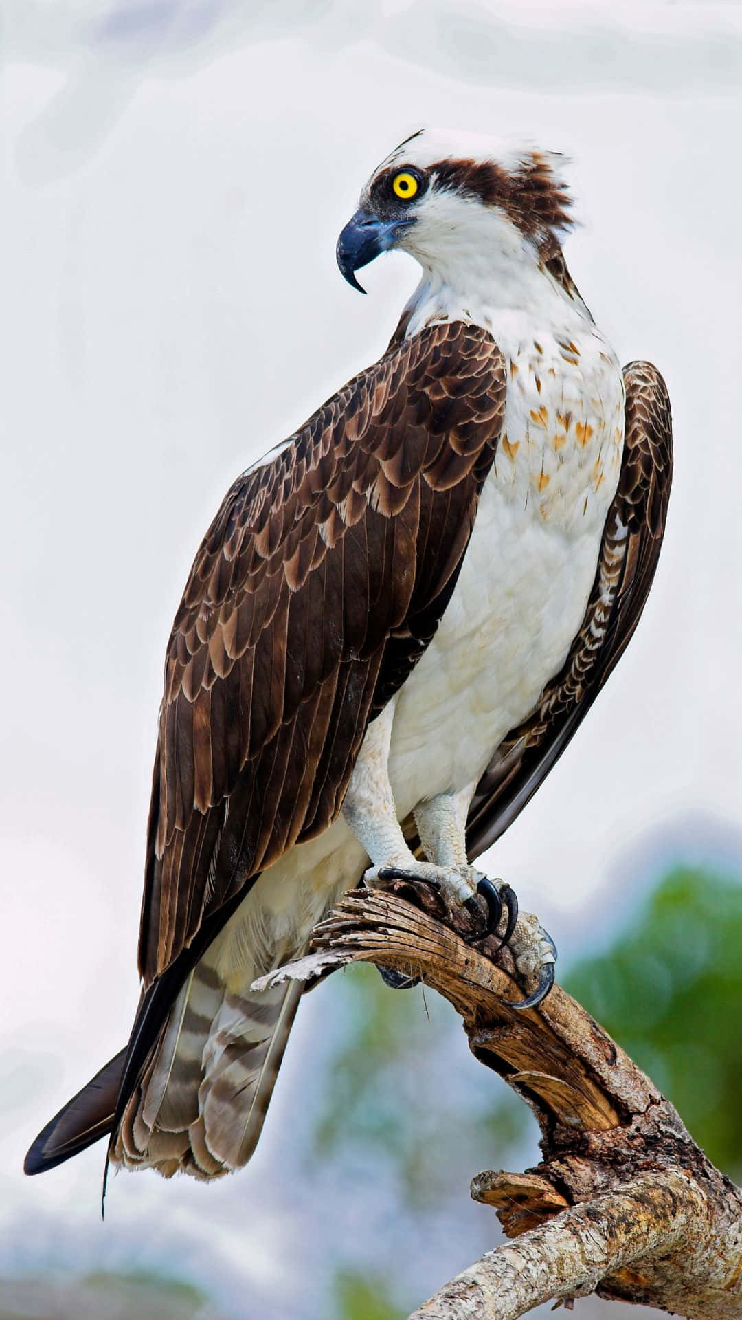 osprey, weathered branch, piercing yellow eyes, Full HD Phone Wallpaper