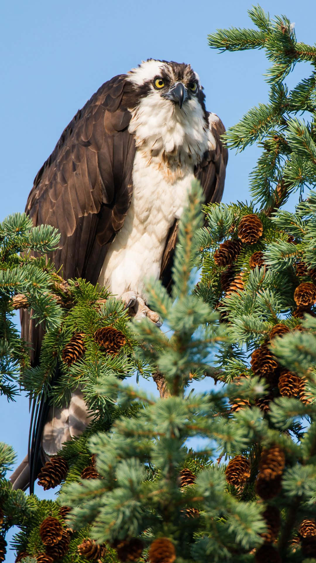 osprey, pine tree, pine branch, Full HD Phone Wallpaper