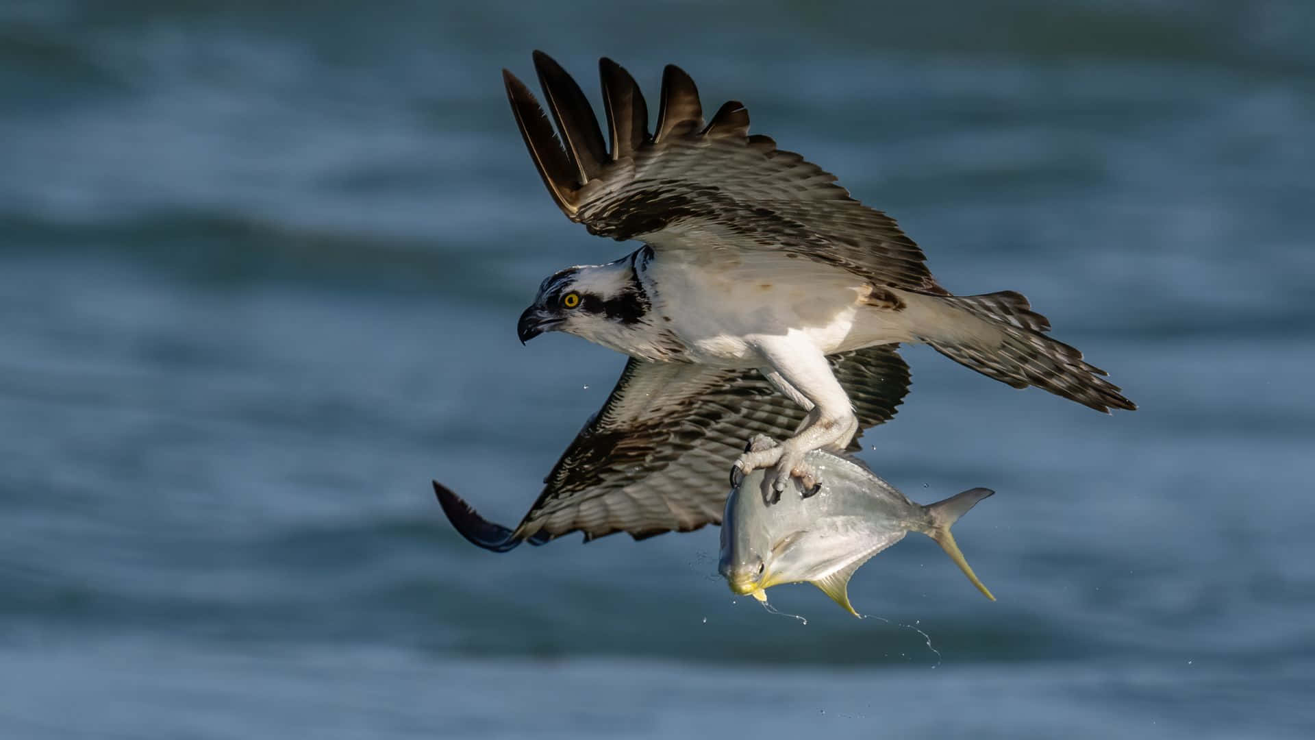 osprey, ocean waves, silvery fish, Full HD Desktop Wallpaper