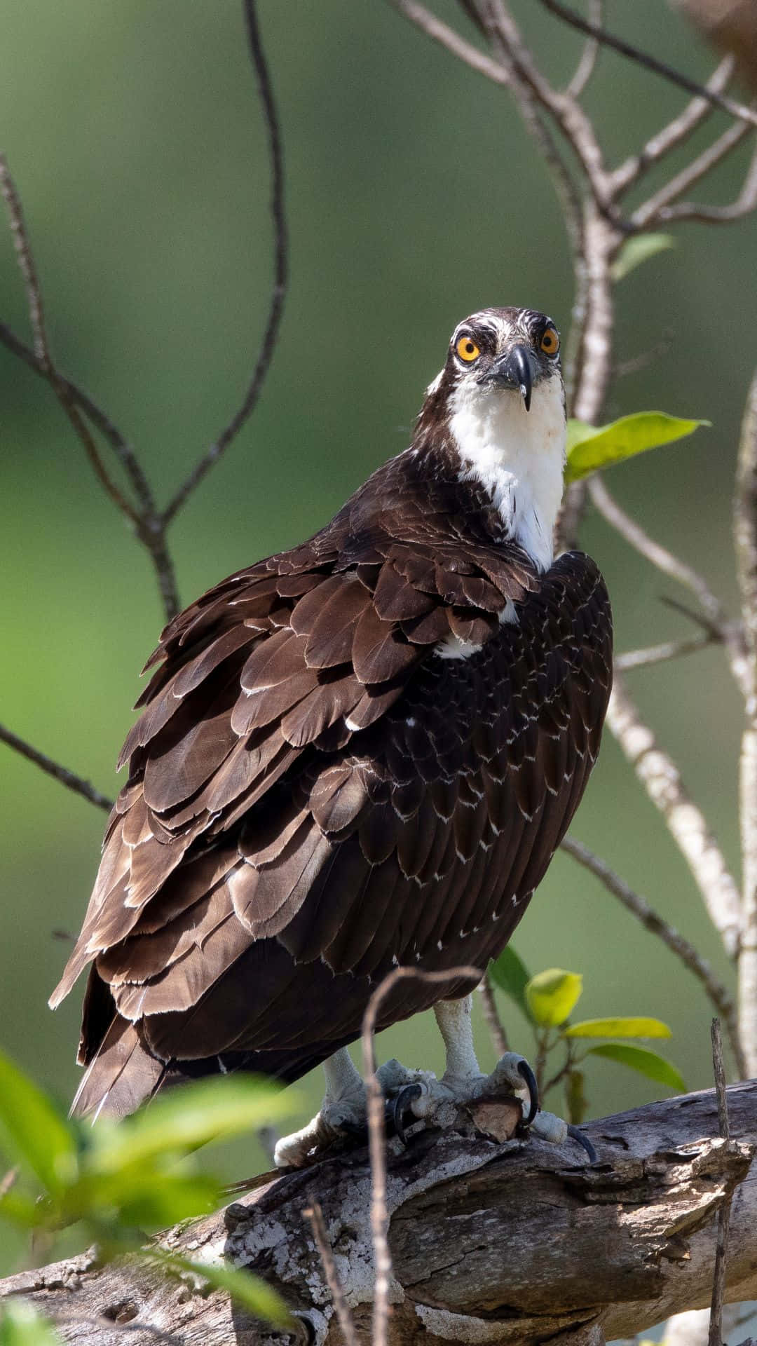 osprey, branch, green foliage, Full HD Phone Wallpaper