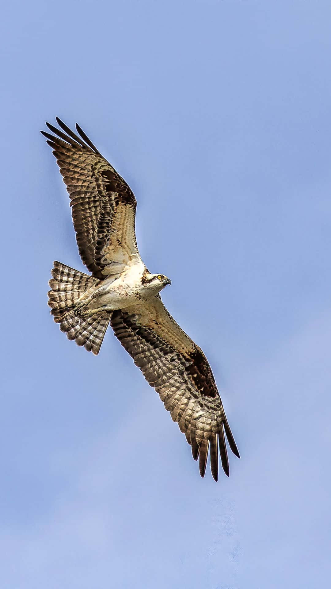 osprey, majestic, outstretched wings, Full HD Phone Wallpaper