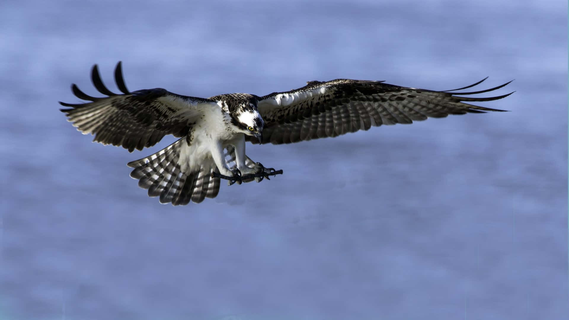 Osprey, in flight, clutching a fish, Full HD Desktop Wallpaper