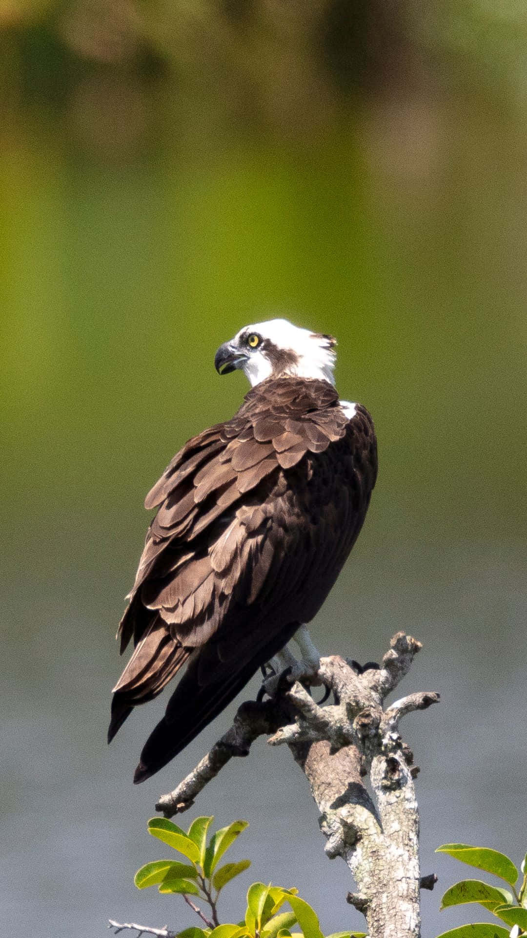 osprey, gnarled branch, water, Full HD Phone Wallpaper
