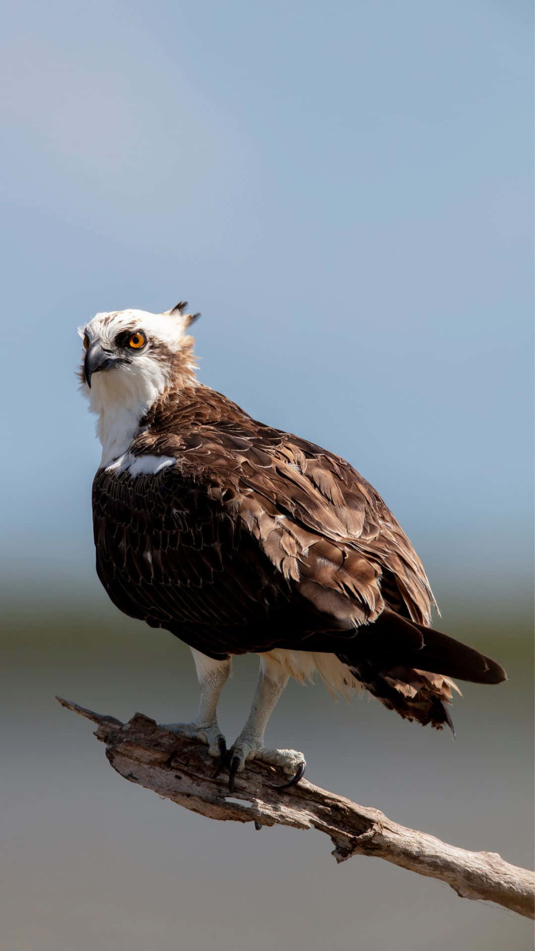 osprey, weathered branch, soft blue sky, Full HD Phone Wallpaper