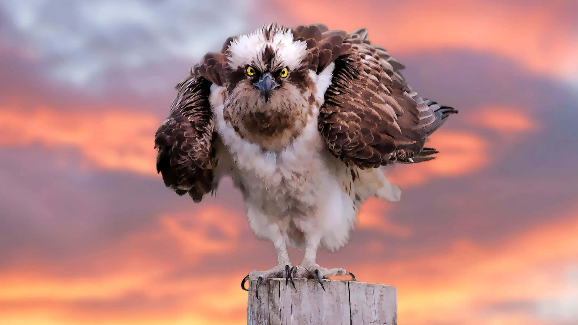 Osprey, sunset, weathered wooden post, Full HD Desktop Wallpaper