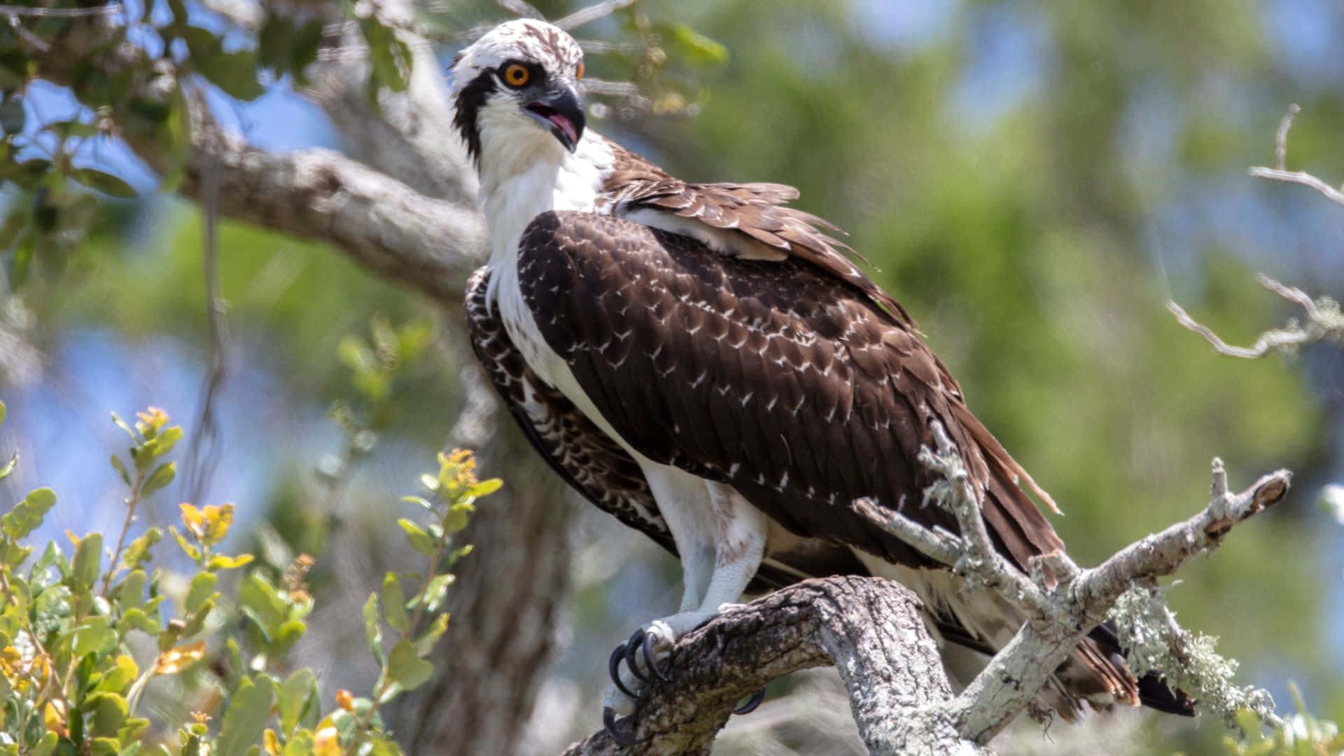 osprey, sunlit tree branch, lush green foliage, Full HD Desktop Wallpaper