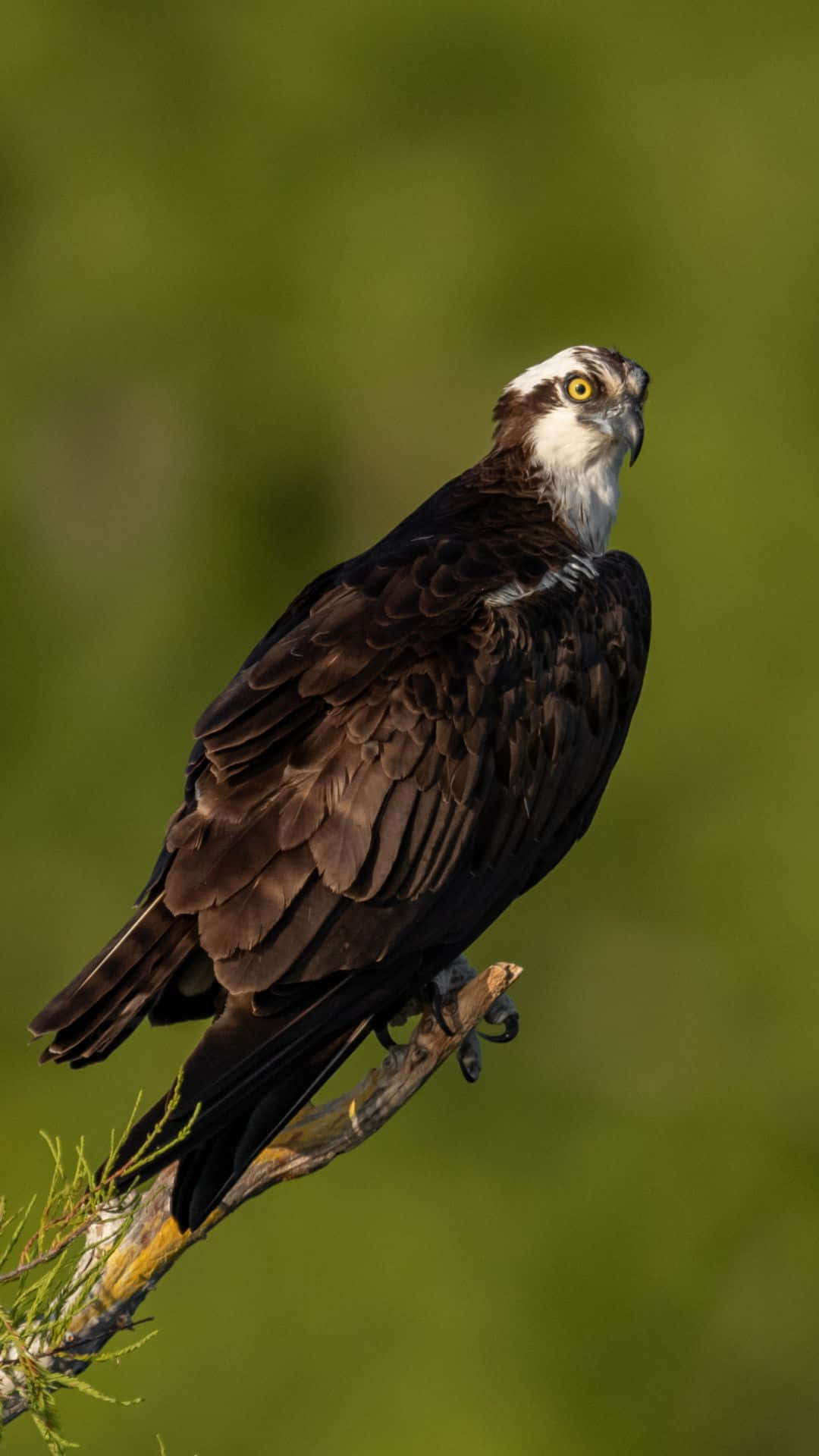 osprey, branch, soft green blurred background, Full HD Phone Wallpaper
