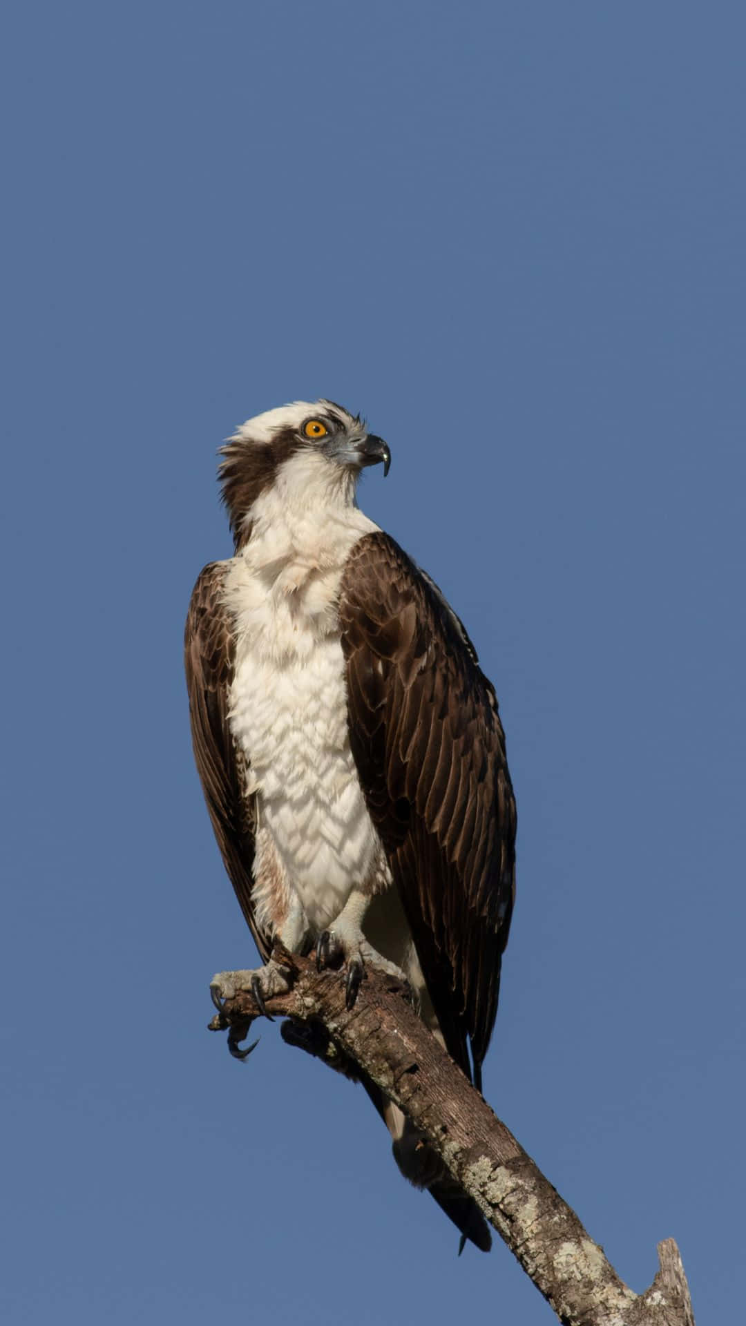 osprey, weathered branch, clear blue sky, Full HD Phone Wallpaper