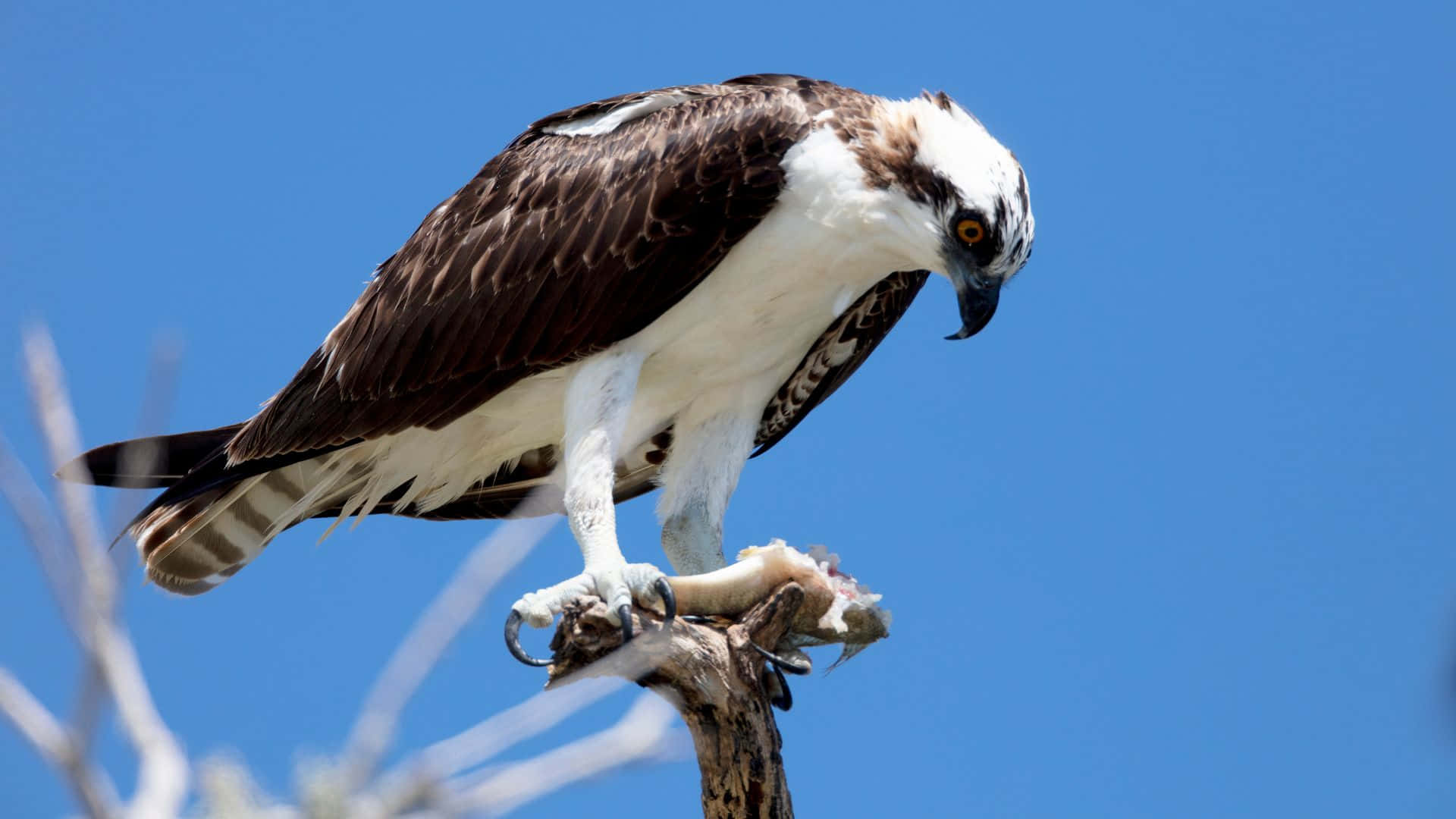 Osprey, bare branch, clear blue sky, Full HD Desktop Wallpaper