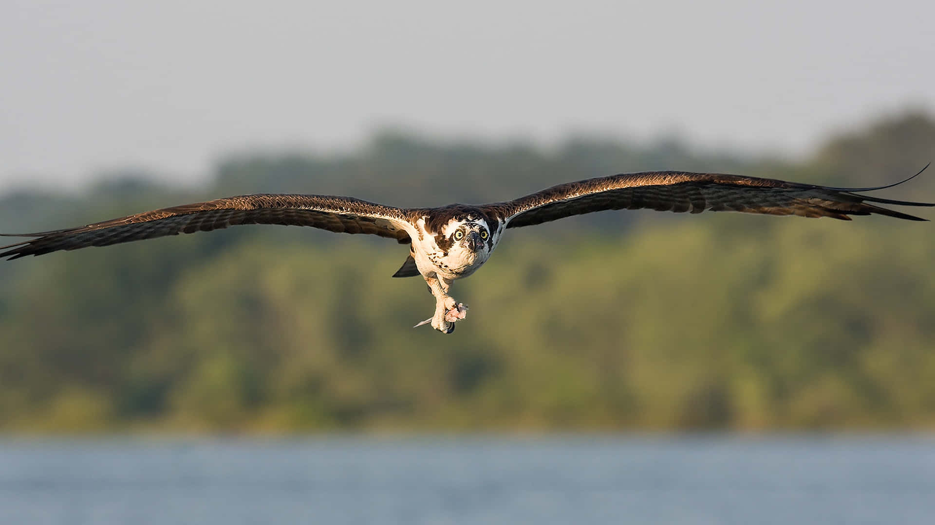 Osprey, in flight, with catch, Full HD Desktop Wallpaper