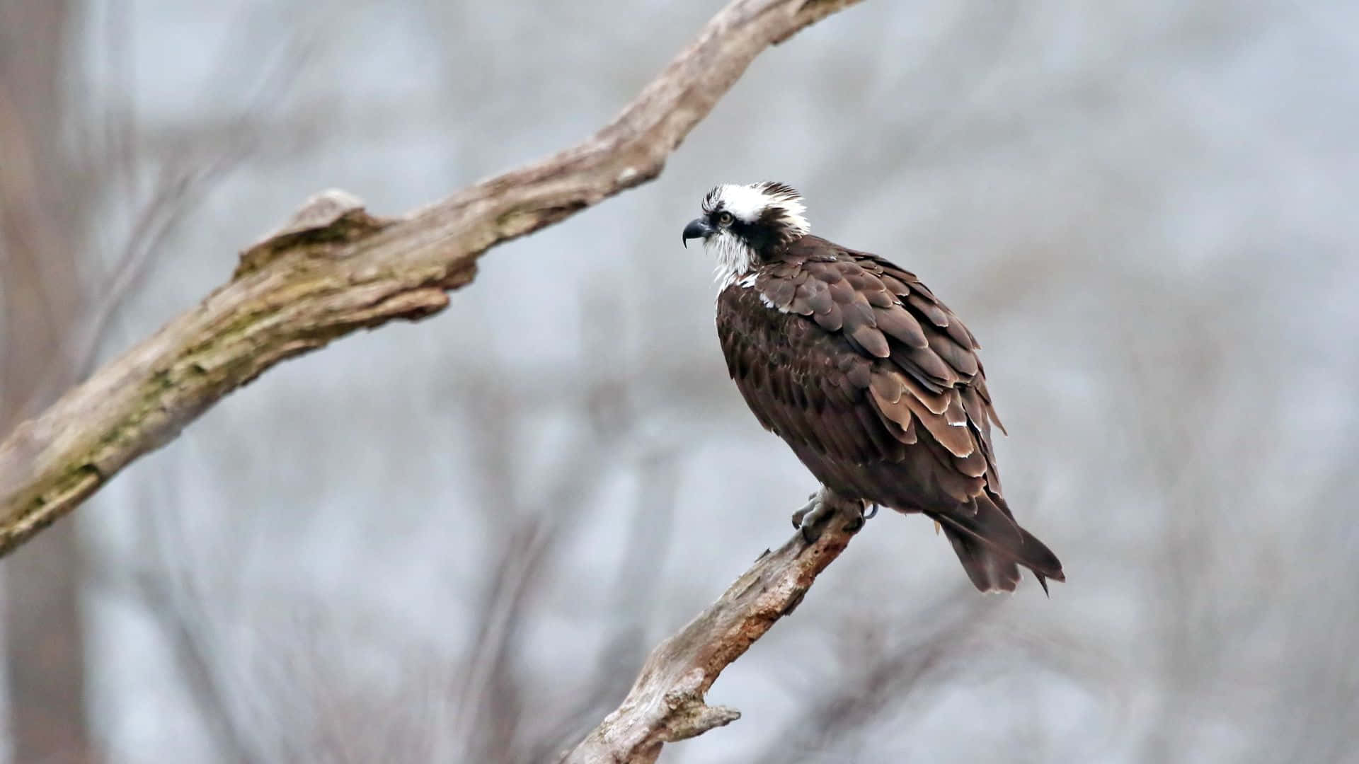osprey, bare tree branch, soft blurred winter backdrop, Full HD Desktop Wallpaper