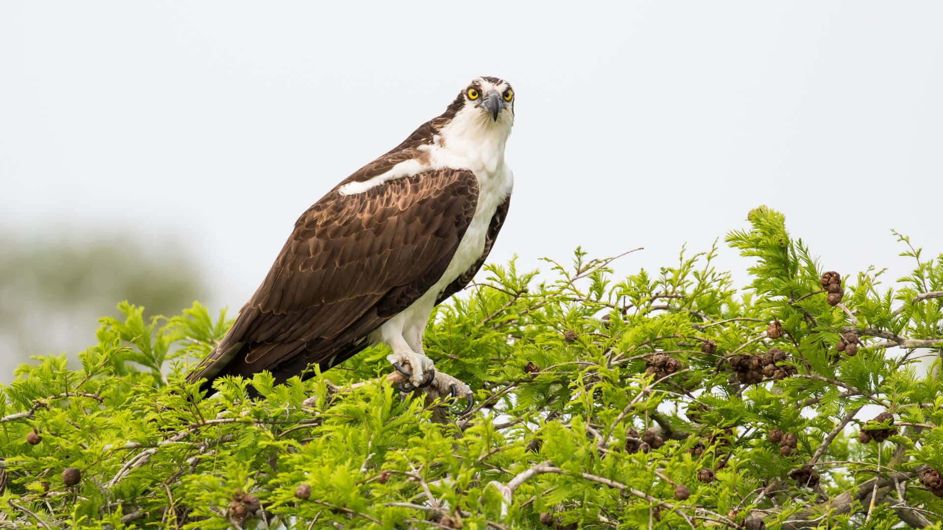 Osprey, green tree branch, lush greenery, Full HD Desktop Wallpaper