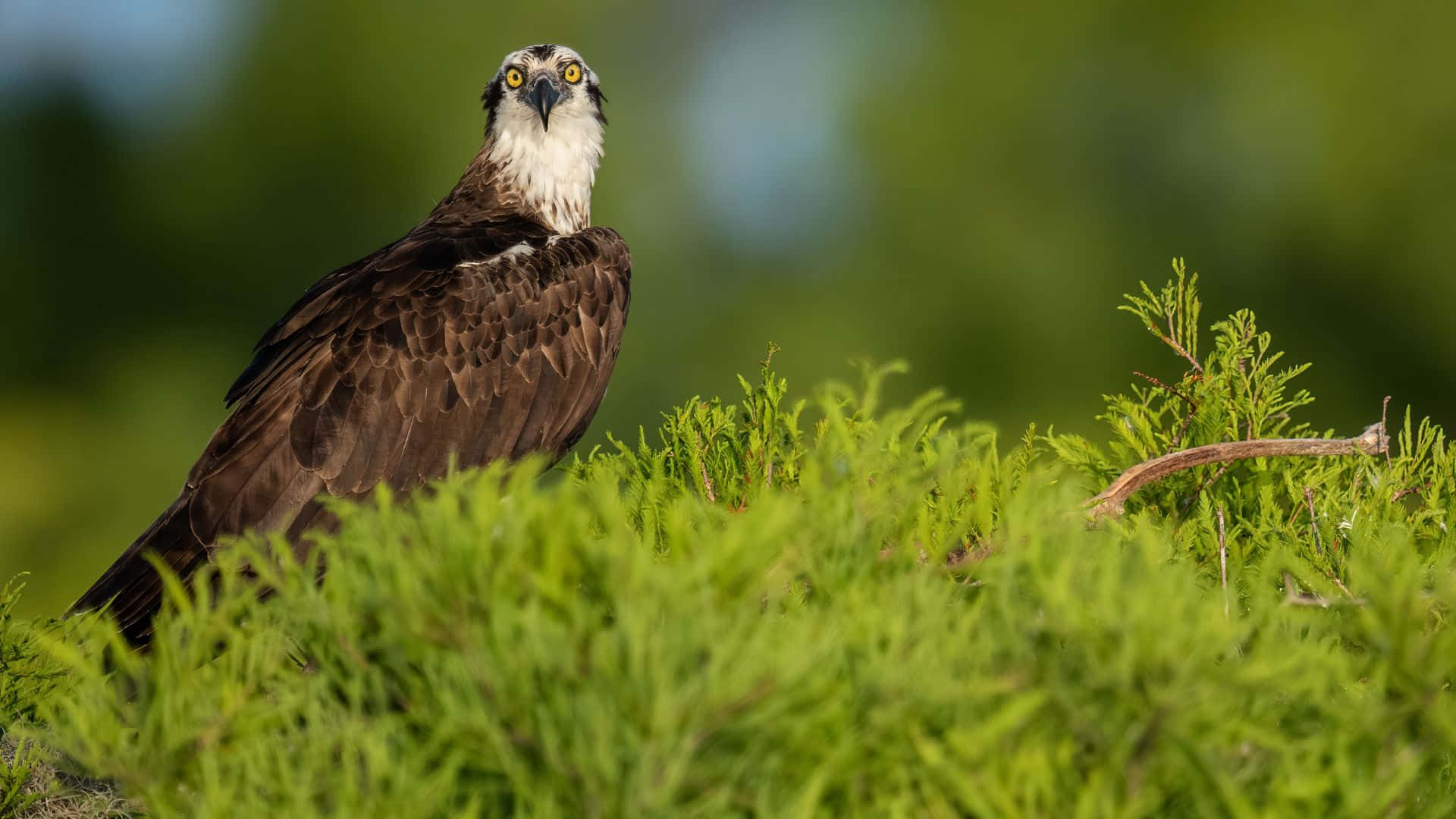 Osprey, vibrant green foliage, soft blurred natural background, Full HD Desktop Wallpaper
