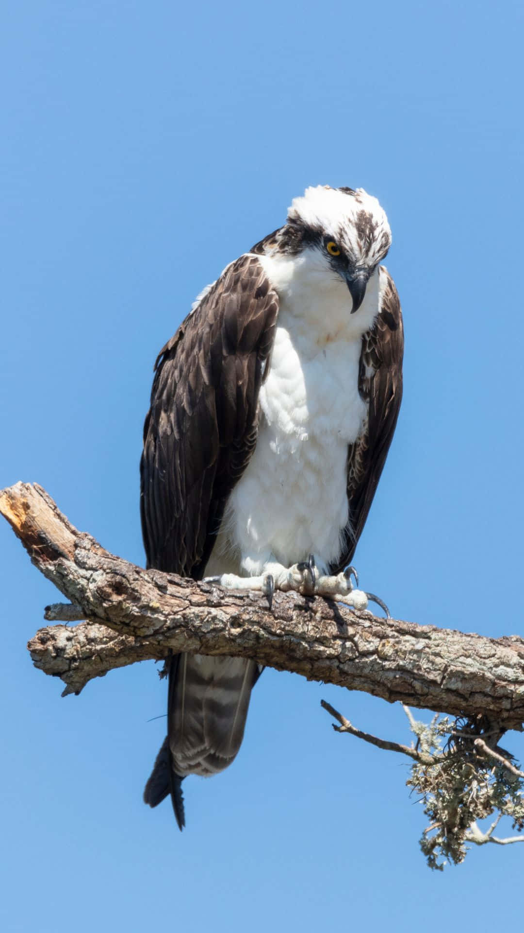 osprey, weathered tree branch, clear blue sky, Full HD Phone Wallpaper