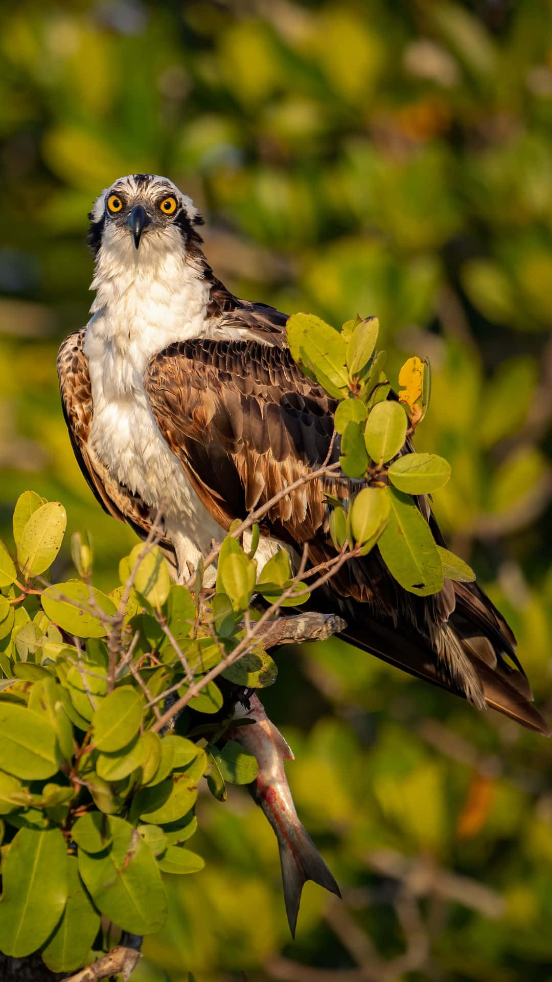 osprey, leafy branch, fish, Full HD Phone Wallpaper