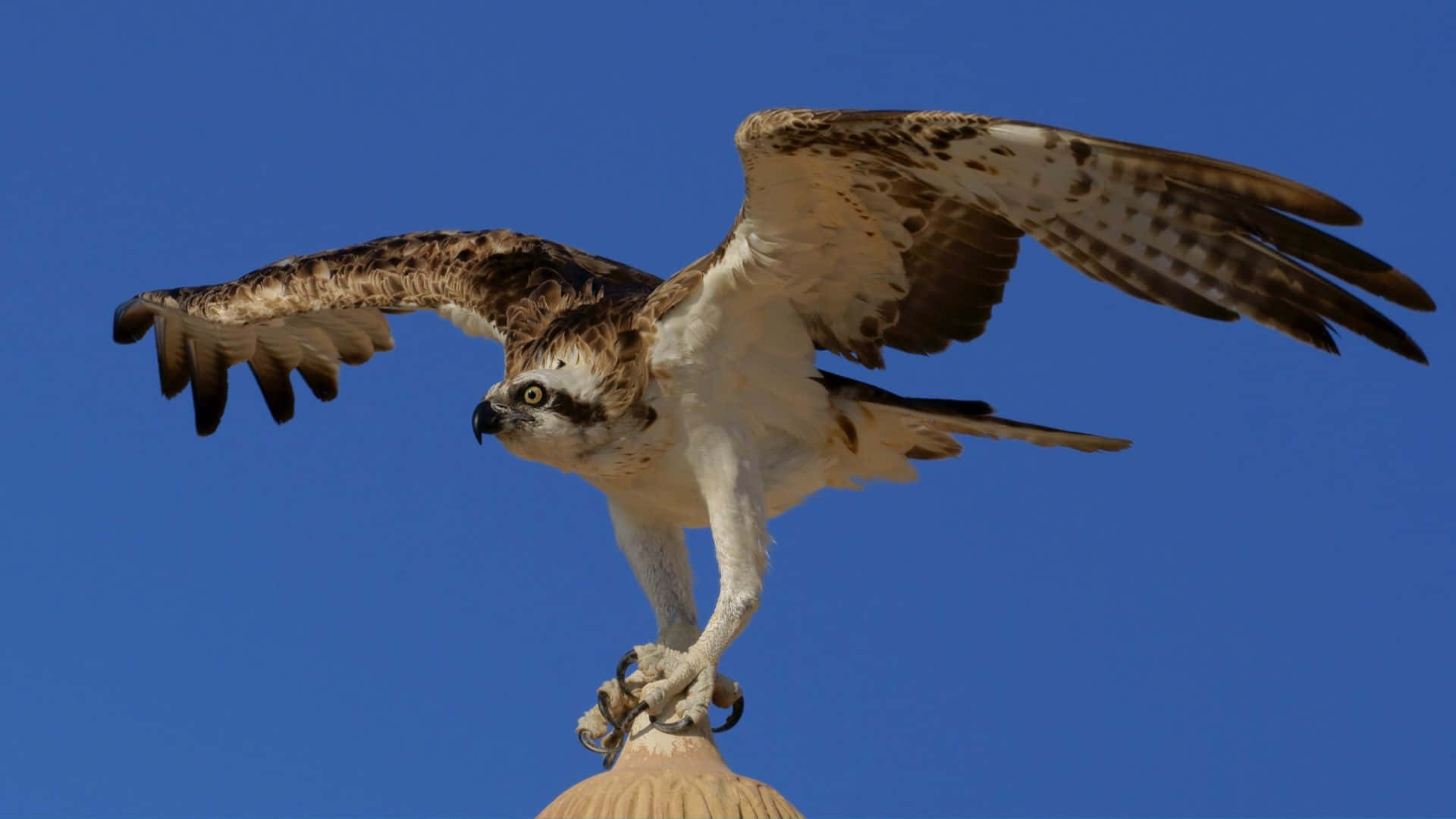 osprey, stone column, vivid blue sky, Full HD Desktop Wallpaper