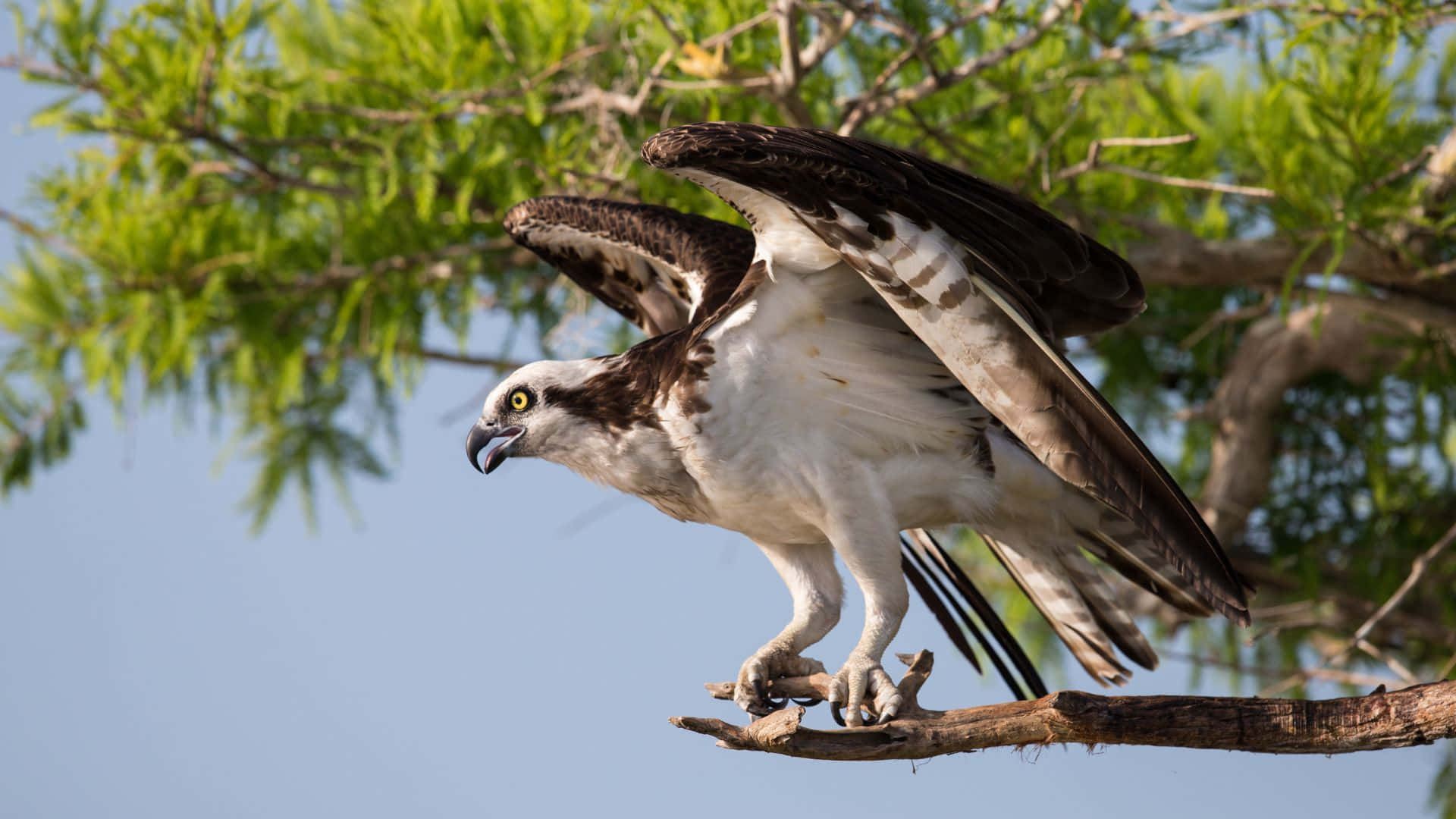 Osprey, branch, green foliage, Full HD Desktop Wallpaper