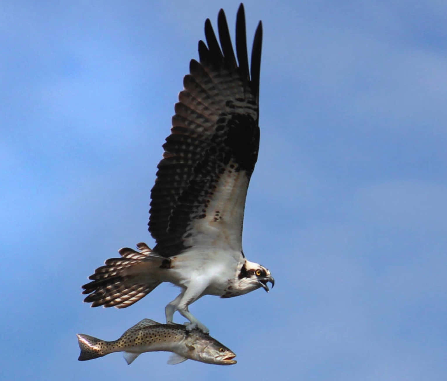 Osprey, clear blue sky, wings spread wide, HD Desktop Wallpaper