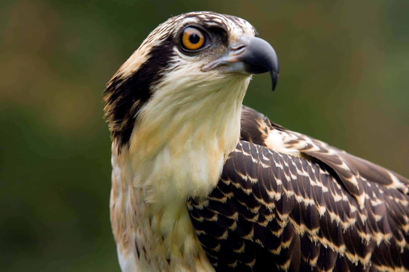 osprey, piercing yellow eyes, sharp black beak, HD Desktop Wallpaper