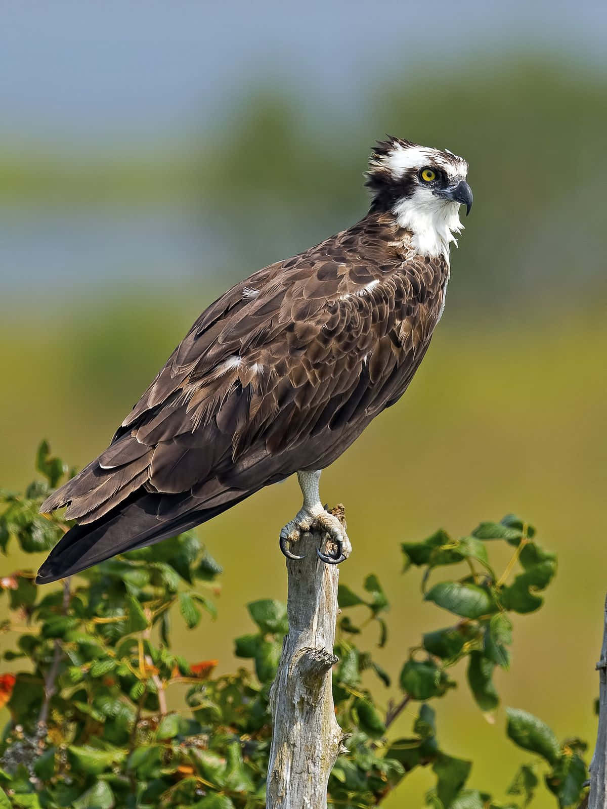 osprey, weathered wooden post, soft-focus green and blue natural backdrop, HD Phone Wallpaper