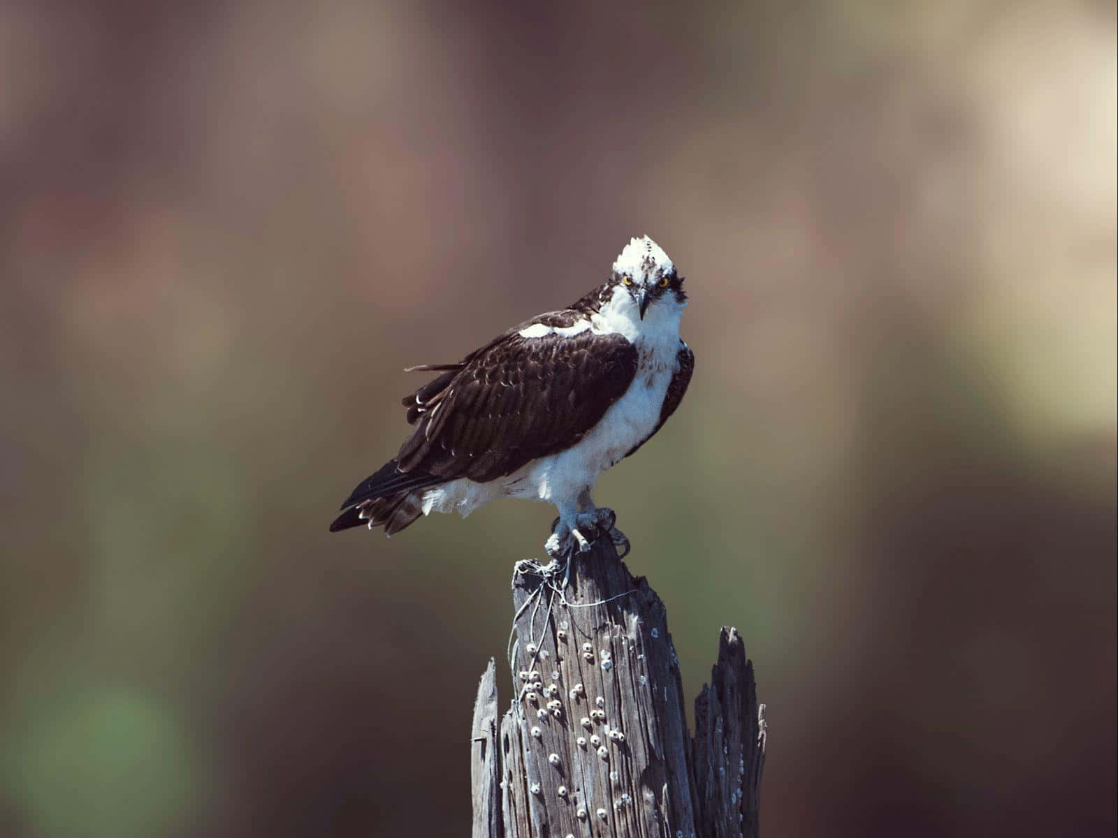osprey, weathered wooden post, natural backdrop, HD Desktop Wallpaper