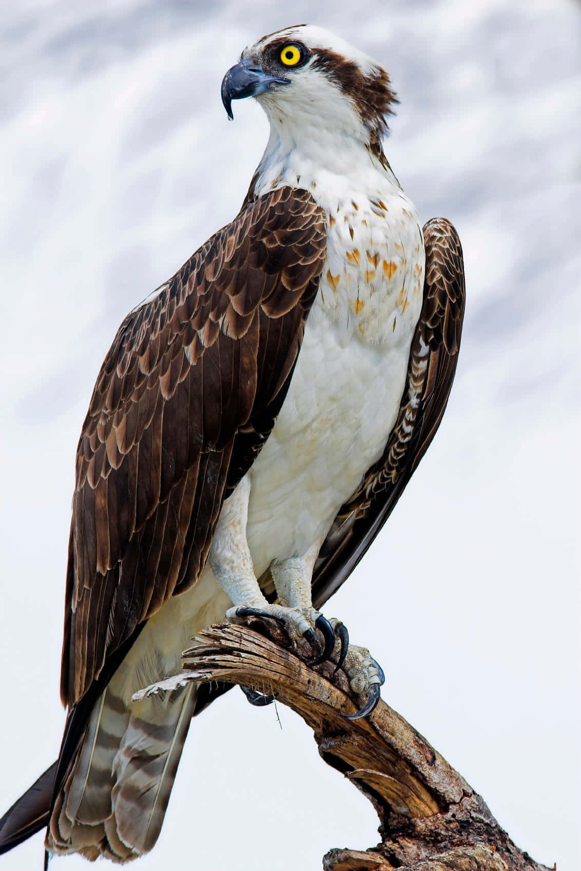 osprey, weathered branch, soft cloudy sky, HD Phone Wallpaper