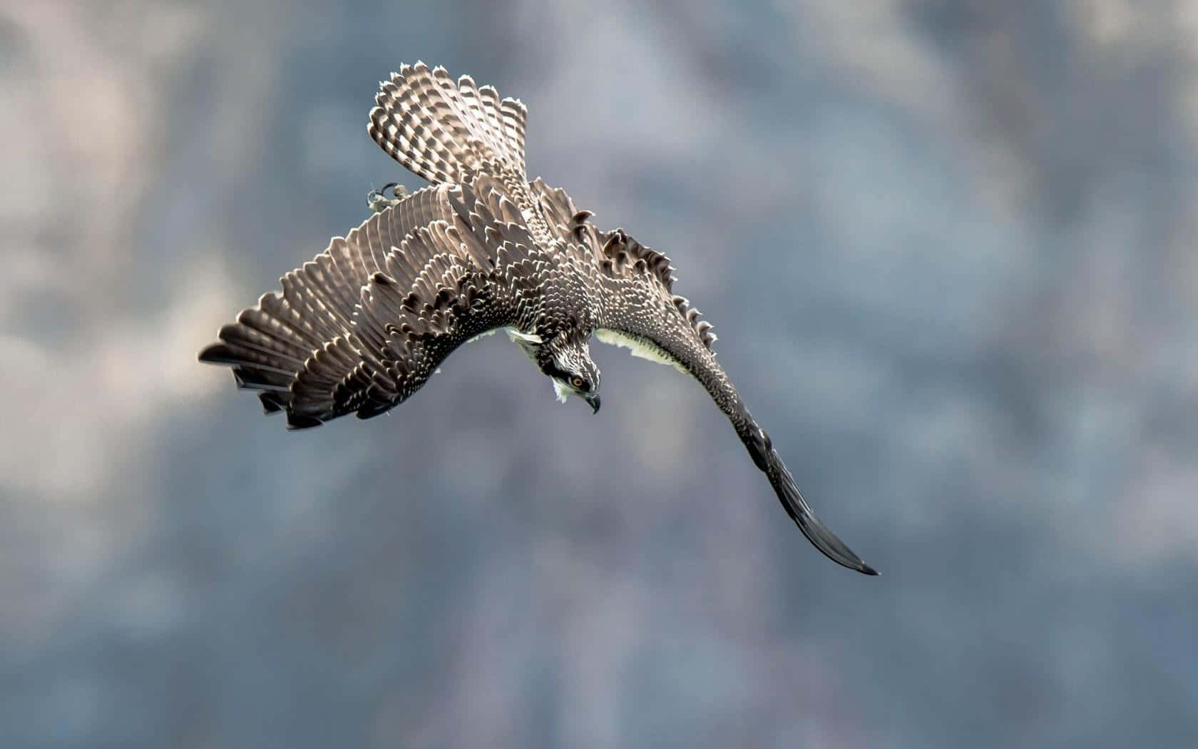 osprey, wings spread wide, soft blurred mountain backdrop, HD Desktop Wallpaper