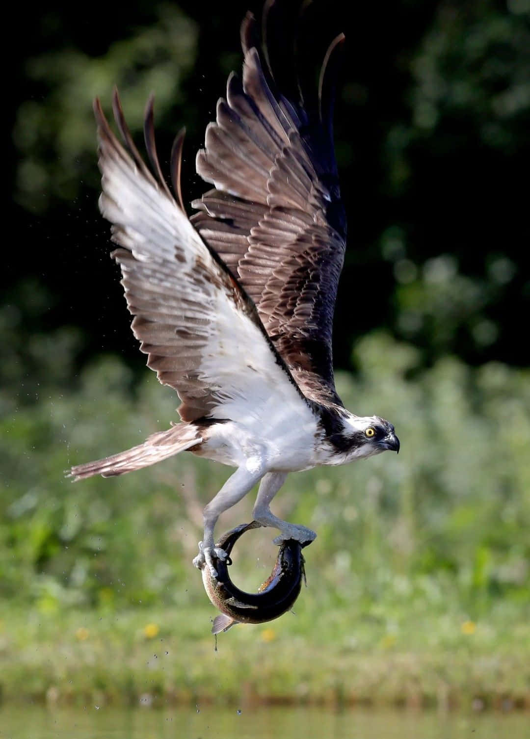 osprey, catching fish in flight, wings spread wide, HD Phone Wallpaper