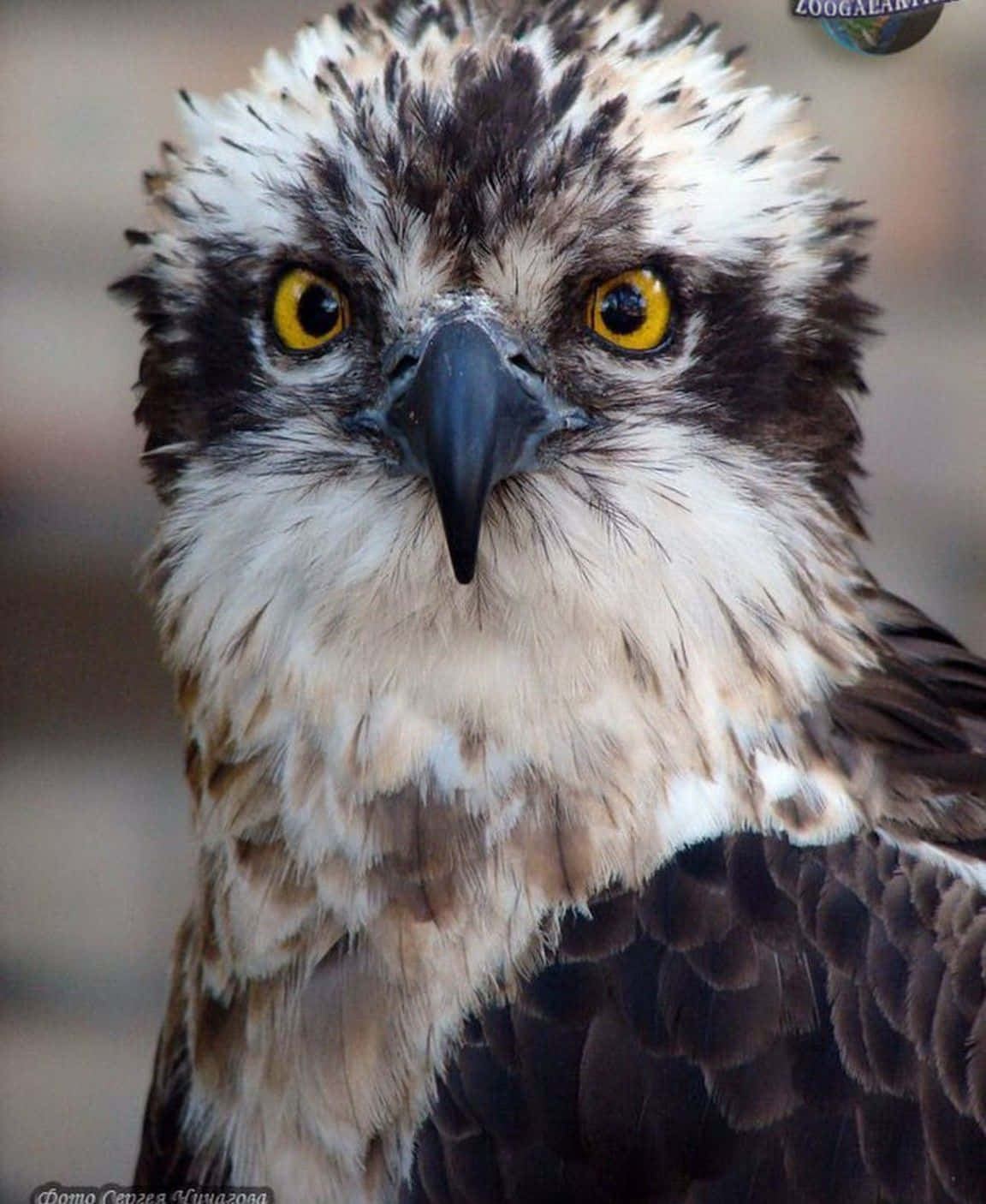 osprey, piercing yellow eyes, sharp black beak, HD Phone Wallpaper
