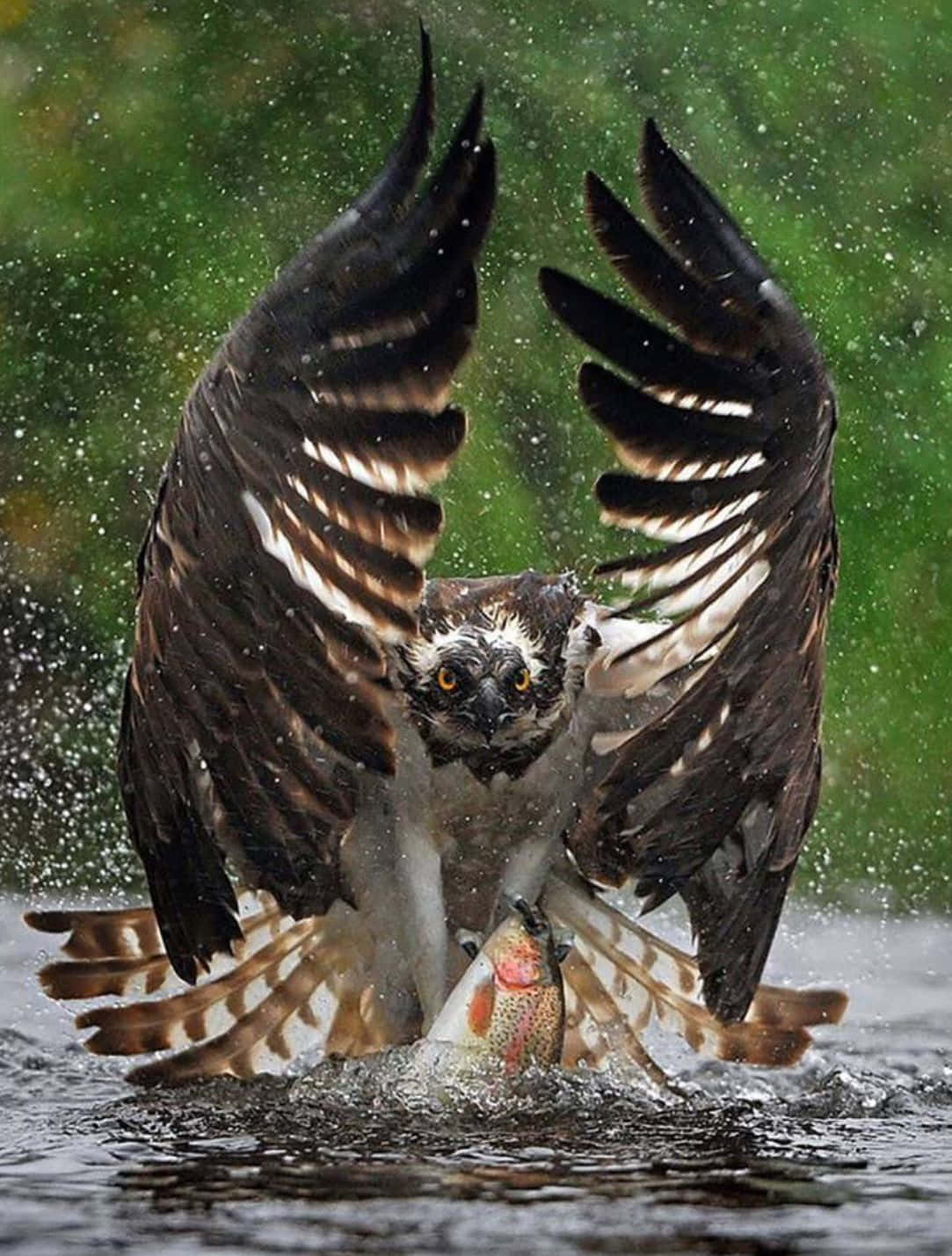 osprey, rainbow trout, dynamic splash, HD Phone Wallpaper