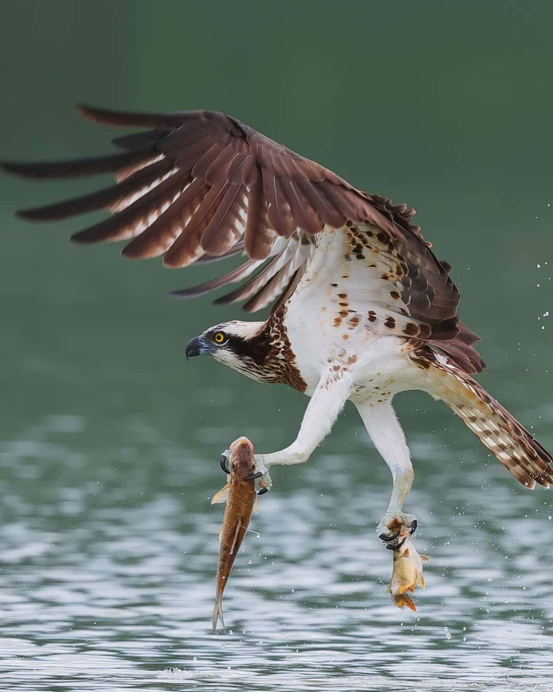 osprey, flying, water, HD Phone Wallpaper