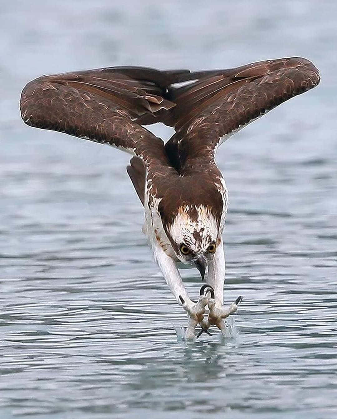 Osprey, hunting dive, outstretched wings, HD Phone Wallpaper