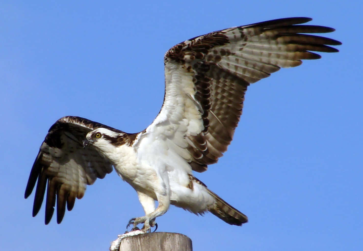 osprey, outstretched wings, wooden post, HD Desktop Wallpaper