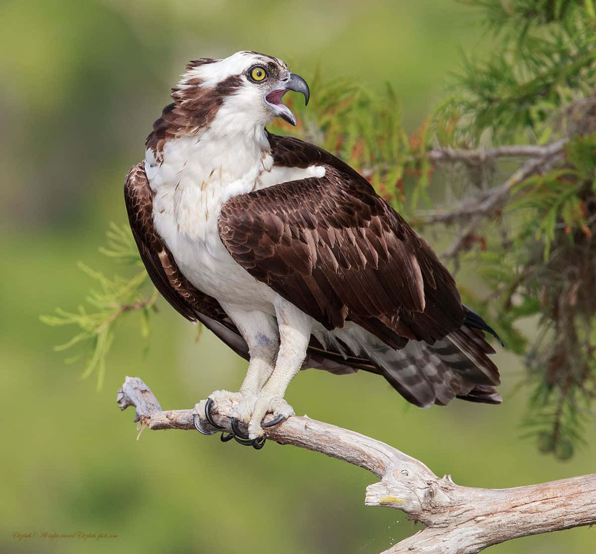 osprey, weathered branch, beak open, SD Desktop Wallpaper
