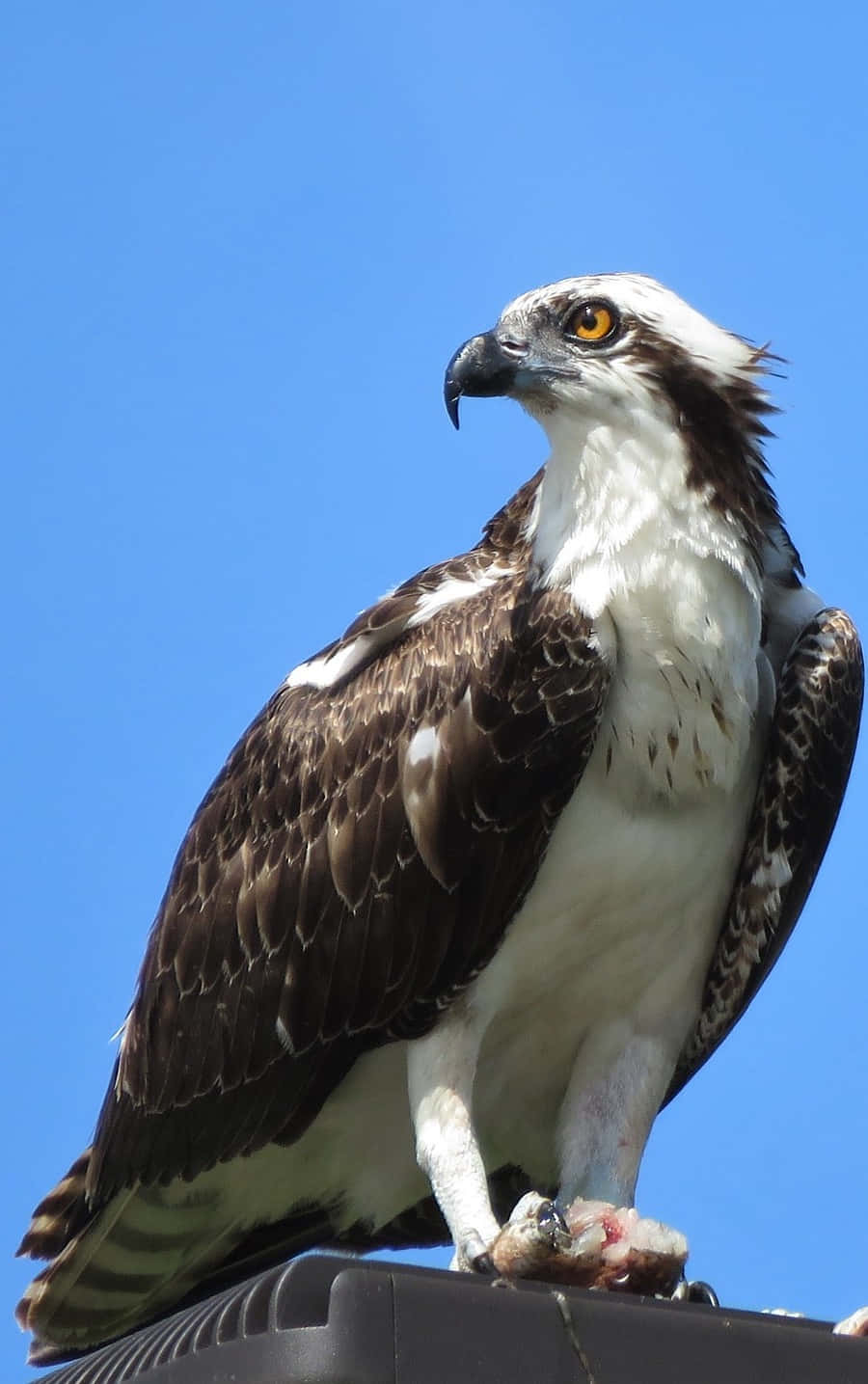 osprey, blue sky, yellow eyes, HD Phone Wallpaper