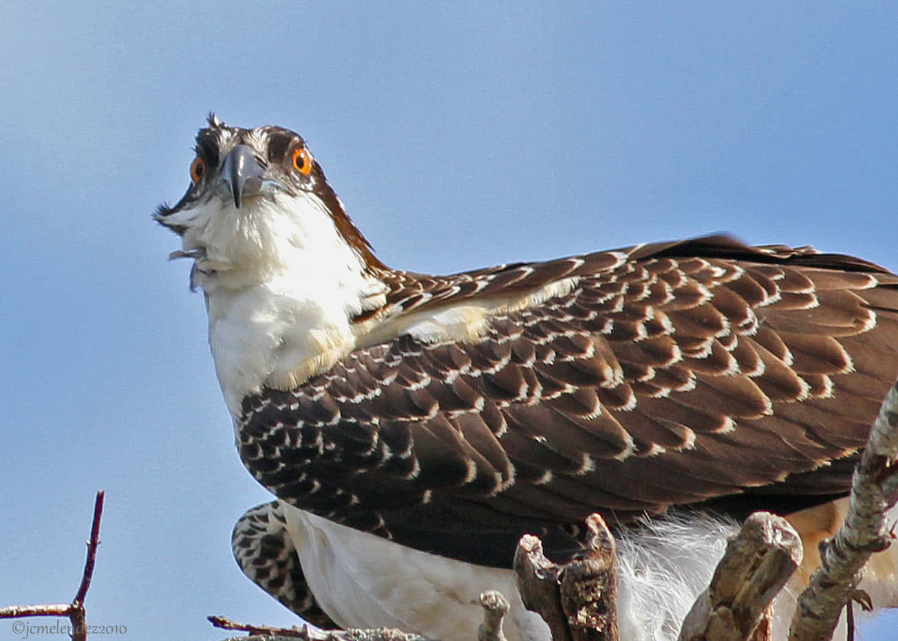 osprey, orange eyes, weathered branch, HD Desktop Wallpaper