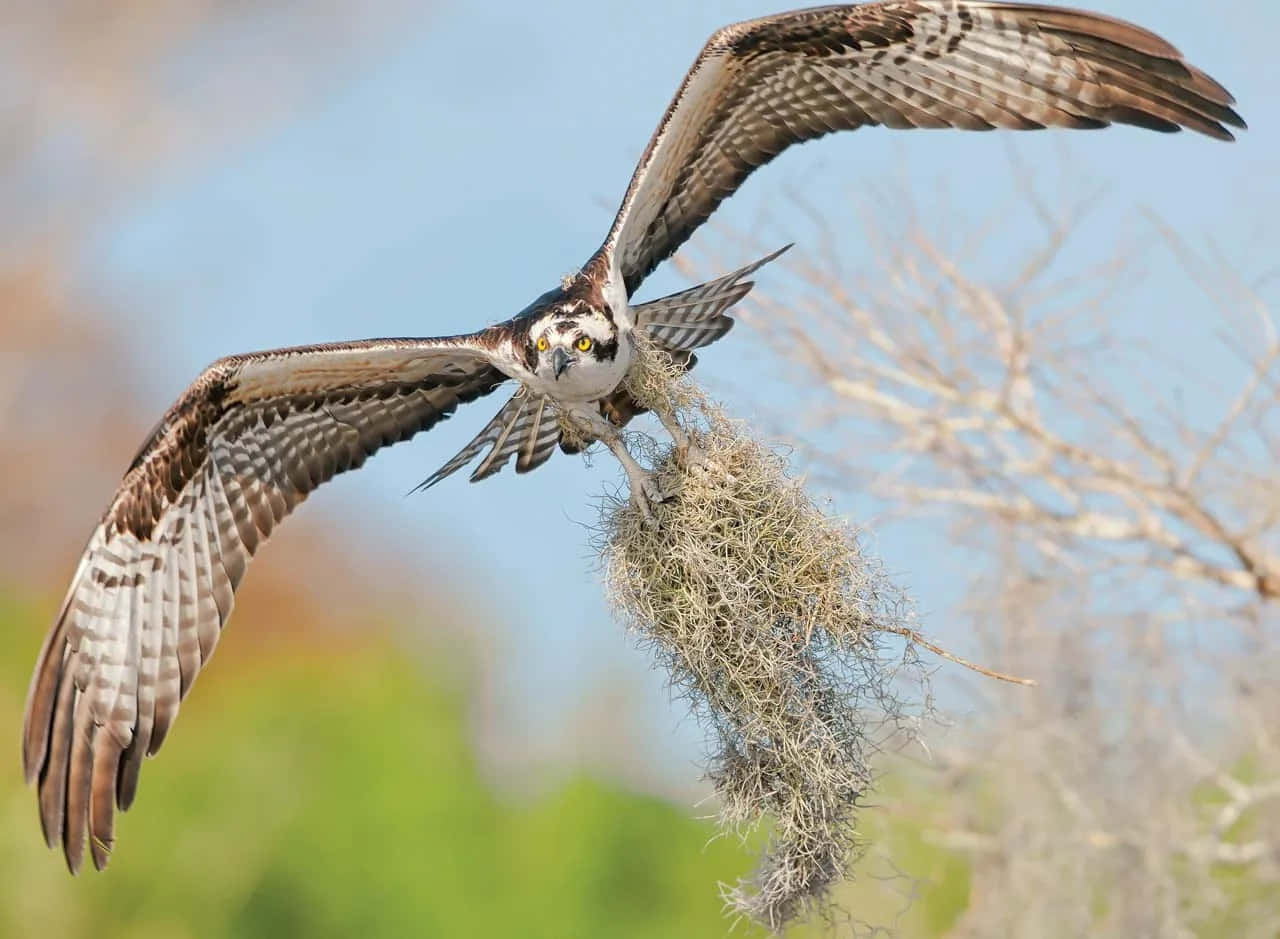 Osprey, nesting material, moss, HD Desktop Wallpaper