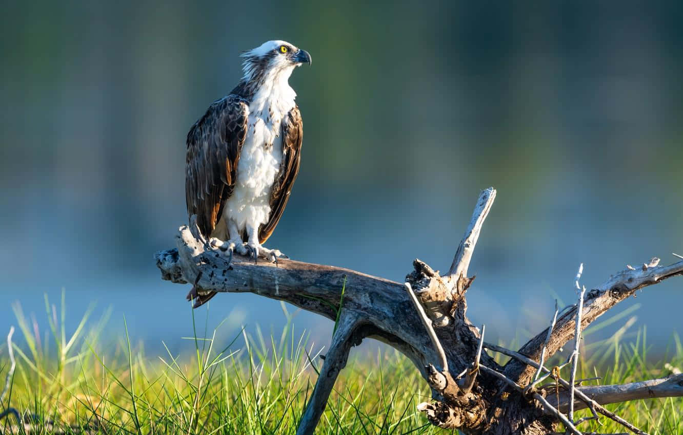 osprey, branch, vibrant green grass, HD Desktop Wallpaper