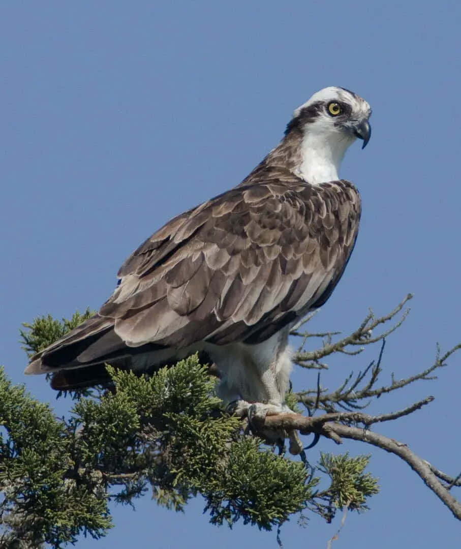 osprey, pine branch, clear blue sky, SD Phone Wallpaper