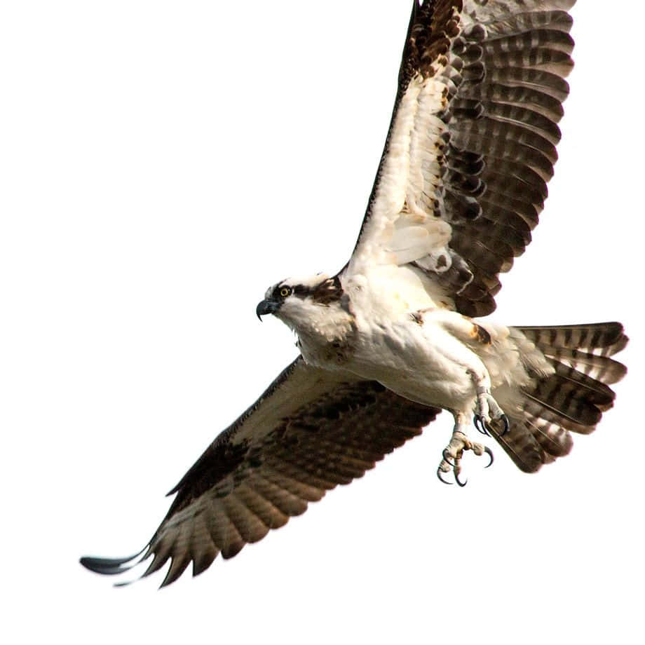 osprey, wings spread wide, detailed feathers, SD Desktop Wallpaper